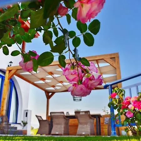 Rose On The Villa